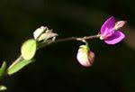 Image result for Polygala ohlendorfiana