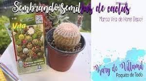 Las suculentas crecen en suelos de bajos nutrientes, pero con muy buen drenaje. Sembrando Semillas De Cactus Las Compre En Home Depot Youtube