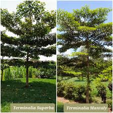 Image result for Terminalia superba