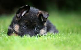 One of my german shepherds naturally loved cats. Cute Black Shiba Inu Wallpaper Iphone Wallpaper German Shepherd Puppies In Snow 262720 Hd Wallpaper Backgrounds Download