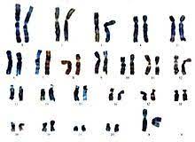 Fast alle wirbeltiere besitzen zwei chromosomensätze: Chromosomensatz Wikipedia