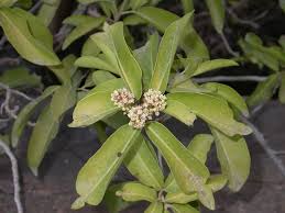 Image result for Lepisanthes senegalensis