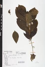 Image result for Hugonia platysepala