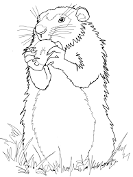 Join us while we color the groundhog and hope that he comes out to celebrate … Groundhog Coloring Pages Best Coloring Pages For Kids