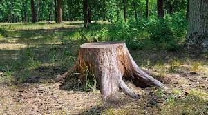 Drill 4 holes into the tree stump and pour the mix into each hole. Tree Stumps