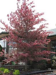 Tricolor beech is an extremely unique specimen tree that will surely turn heads. Tricolor Beech Fagus Sylvatica Roseomarginata In Burlington Waterdown Dundas Ontario Ontario On At Connon Nurseries
