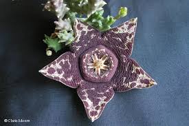 Image result for Orbea lugardii