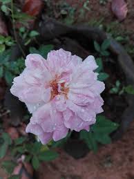 Orange colour flowers in sri lanka. 228 Lankan Rose Photos Free Royalty Free Stock Photos From Dreamstime