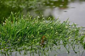 Image result for Isolepis fluitans