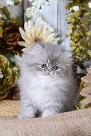 Black And Grey Tabby Kittens For Sale Blue Silver Tabby Persian Kitten For Sale Cute Cats And Dogs Baby Cats Persian Kittens