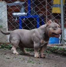Ask us anything about the american bully breed and get immediate answers to your questions. American Bully Home Facebook
