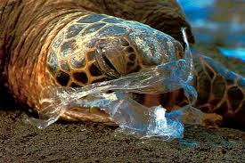 Plastic Pollution