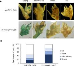 Furthermore, artificial promoter generated by fusing atagi to the minimal 35s promoter (atagip) is sufficient to drive gene expression precisely in carpels and stamens 26,27. A 100 Bp Gaga Motif Containing Sequence In Agamous Second Intron Is Able To Suppress The Activity Of Camv35s Enhancer In Vegetative Tissues
