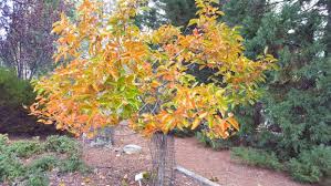All those tiny openings left by detached leaves makes it a prime time to get a biological (or copper if fungal infections persist), spray on. Ann Wright Fruit Tree Pruning And Other P S Of November Theunion Com