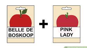 Place this in a sealable plastic bag. How To Grow An Apple Tree From A Seed With Pictures Wikihow