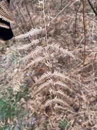 Image result for Dennstaedtiaceae