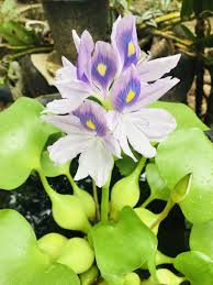 Pin By Katriina Peltomaa On Flower Water Hyacinth Plants Flowers