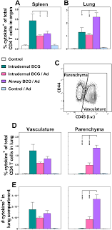 The term dpld which is now increasingly being used, will eventually supersede the term interstitial lung diseases (ild). Airway Delivery Of Both A Bcg Prime And Adenoviral Boost Drives Cd4 And Cd8 T Cells Into The Lung Tissue Parenchyma Scientific Reports