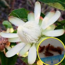 Image result for Protea angolensis