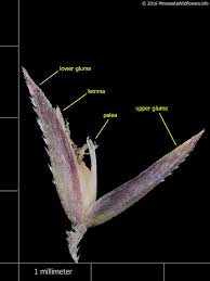 Image result for Agrostis