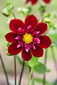 World Best Things Flowers Unusual Flowers Amazing Flowers Beautiful Flowers