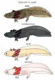 Axolotls are quirky little amphibians with big personalities that require specific care. Axolotl Axolotl Pet Axolotl Cute Cute Reptiles