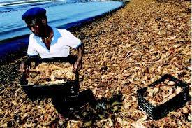 Algal Blooms In The Ocean Sea Oceans Effects Temperature Important Salt Types Plants Source