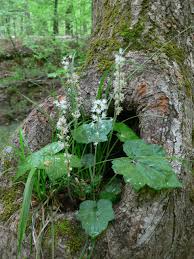 Image result for Nidorella ivifolia