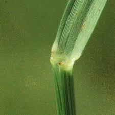 Image result for Aristida effusa