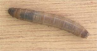 What Are Leatherjacket Insects Tips On Leatherjacket Grub Control