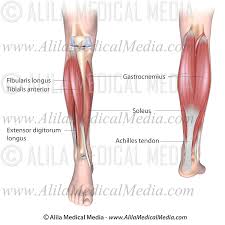 Rehabilitation of running biomechanics learn how to create a. Lower Leg Muscles Alila Medical Images