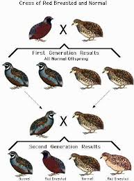 Mutations Of The Button Quail Cinnamon Golden Pearl Blue