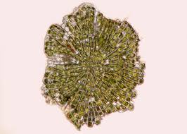 Image result for Coleochloa