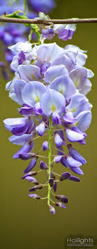 The purple flowers typically have bright purple petals with yellow centers. Security Check Required Beautiful Flowers Purple Flowers Amazing Flowers