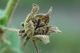 Image result for Pavonia senegalensis