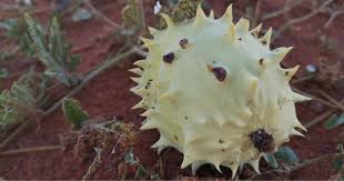 Image result for Orthanthera jasminiflora