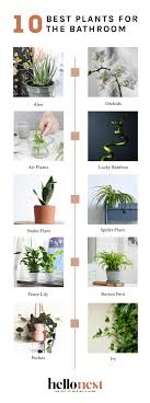 Bathrooms are high in humidity and have variable light, but there are plenty of hearty plants out there that can survive in this space. 10 Best Plants For The Bathroom Hello Nest