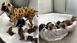 Leopard print dog, pups left in scorching Arizona heat find new foster  family