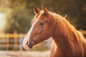 Cavalo: características, raças, importância - Brasil Escola