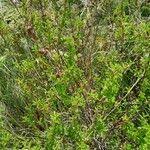 Image result for Kotschya