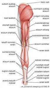 Strained ankle tendon & ligaments: Back Thigh Muscle Name Leg Muscles Diagram Leg Muscles Muscle Diagram