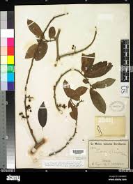 Image result for Embelia schimperi