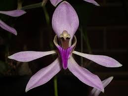 Image result for Ancistrochilus rothschildianus