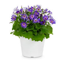 Image result for Pericallis