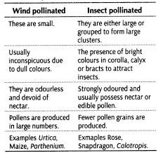 Why is animal pollination more efficient than wind pollination ...