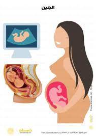 ماما حامل الجنين في الرحم السونار جسم الانسان 1