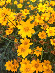 May 28, 2015 · native to wisconsin. What Are These Flowers Virginia Us Whatsthisplant