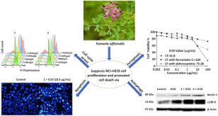 Image result for Ptycholobium contortum