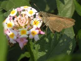 Image result for Lantana tiliifolia