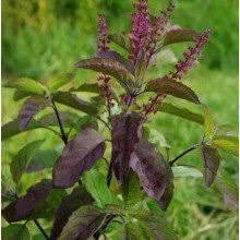 plantsguru krishna tulsi amazon in garden outdoors plantsguru krishna tulsi amazon in